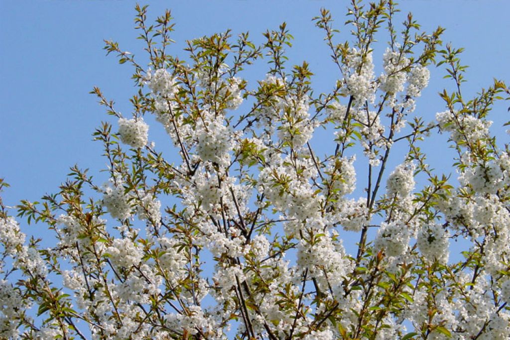 Blume3.jpg